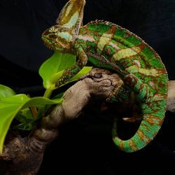 Garth_The_Chameleon_piper_and_pals