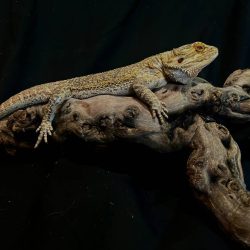 Kirk_The_Bearded_Dragon_piper_and_pals