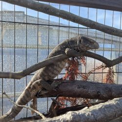 Moso_The_Savannah_Monitor_piper_and_pals