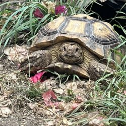 Riff_The_Sulcata_Tortoise_piper_and_pals