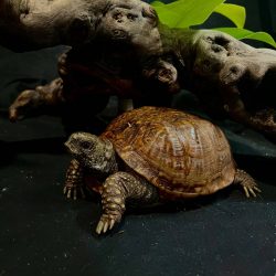 Speedy_The_Box_Turtle_piper_and_pals